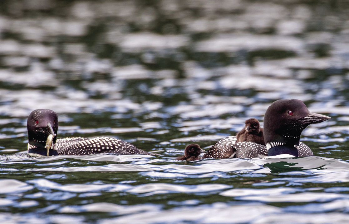 New Hampshire loon population grows to over 300 pairs